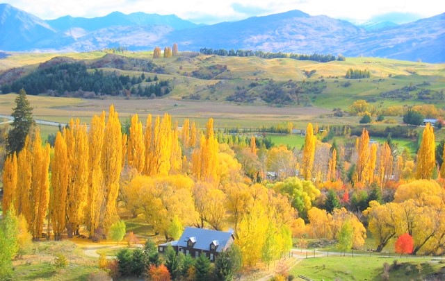 4月のニュージーランドは木々が黄金色に染まり美しく輝き出す（アロータウン周辺にて）