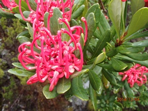 タスマニアンワラタの花