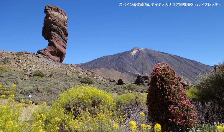 スペイン最高峰Mt.テイデ（3,718m）登頂と花咲くカナリア諸島
