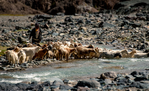 川を渡るパシュミナヤギの群れに遭遇