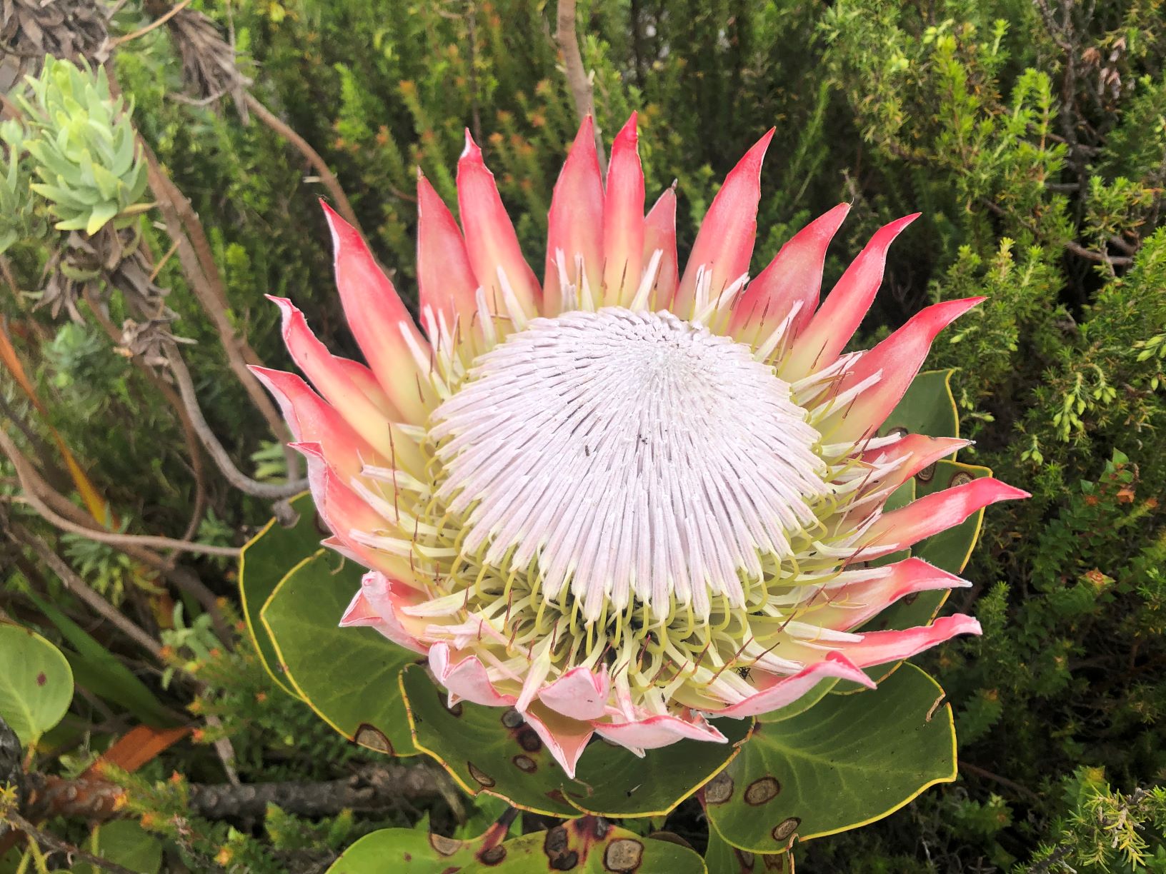 南アフリカの国花キングプロテア
