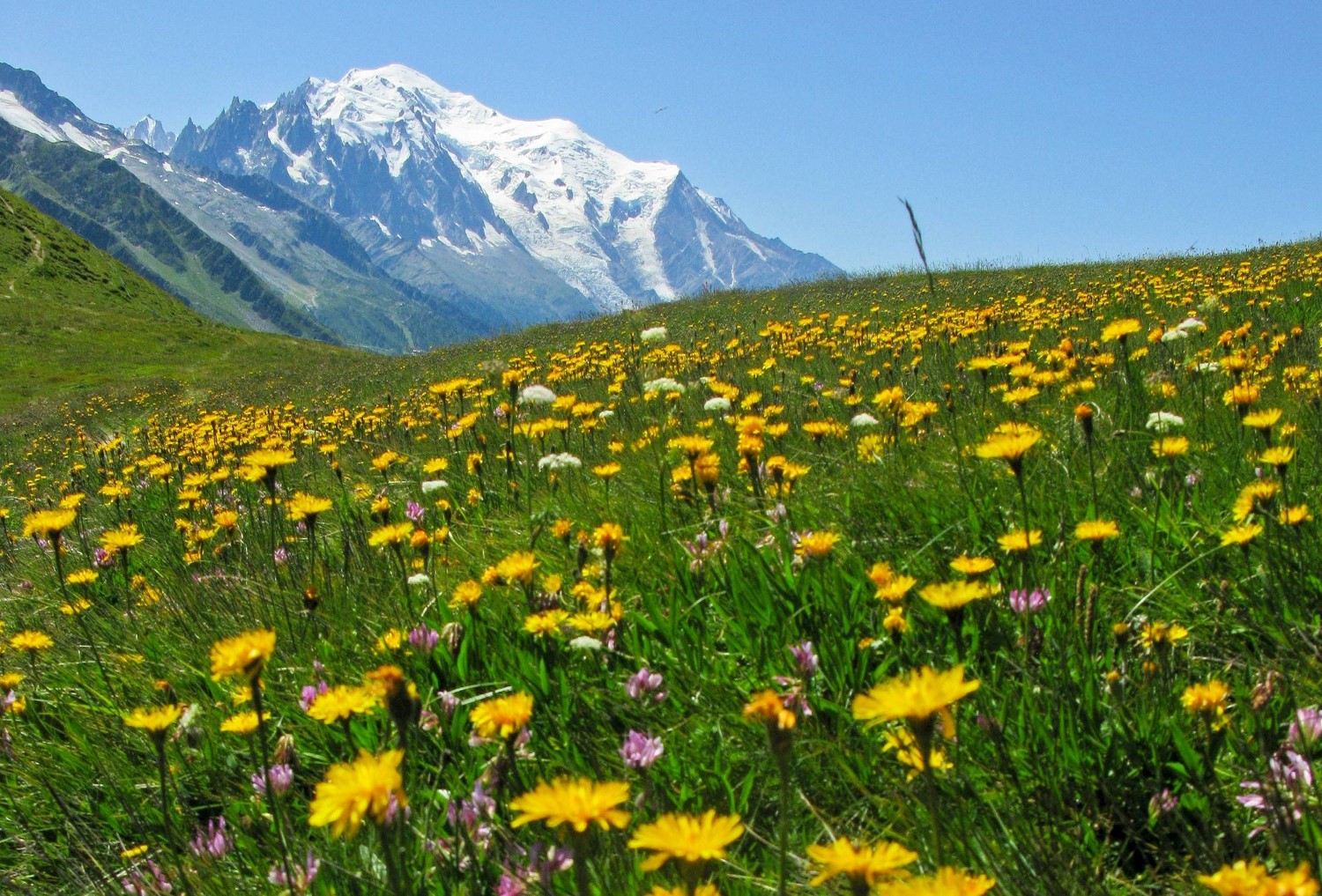 お花畑が広がるスイス、フランス国境