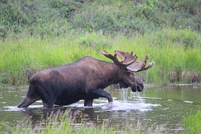デナリ国立公園内で水草をはむムース