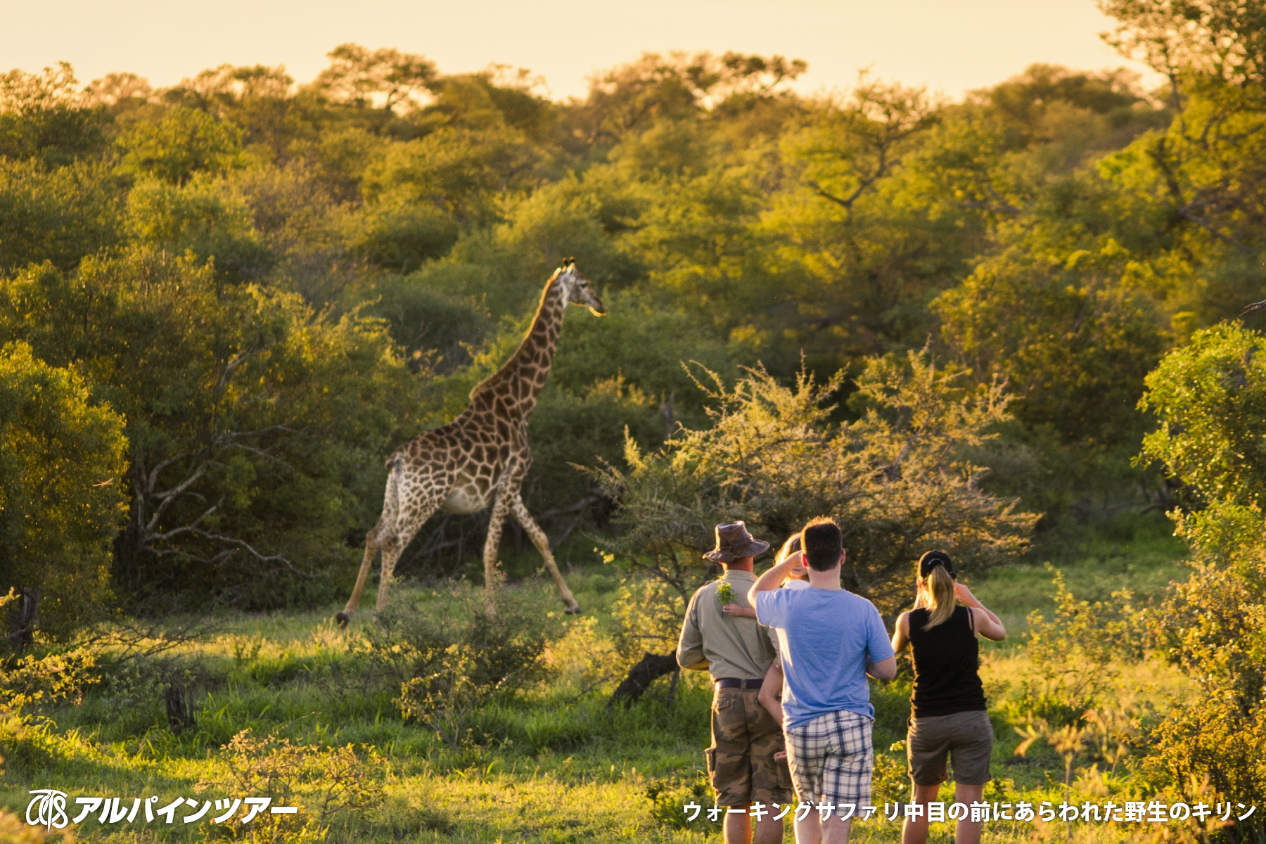 【エリア紹介】 野生動物の楽園クルーガー国立公園（南アフリカ）