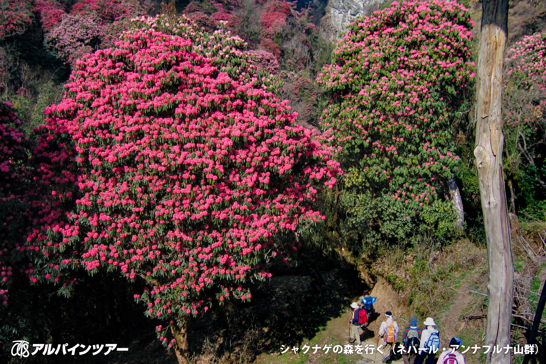 【今日の花】 ヒマラヤを彩るシャクナゲ（ネパール）
