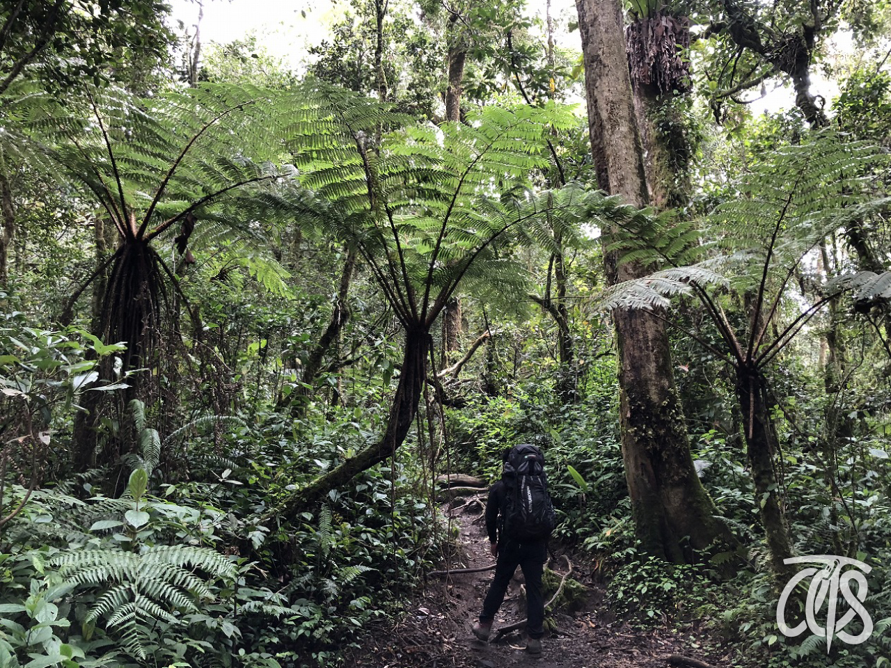 植生豊かな熱帯雨林を歩く