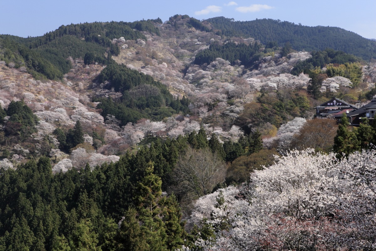 吉野千本桜と高野三山＆女人道ハイキング 3日間
