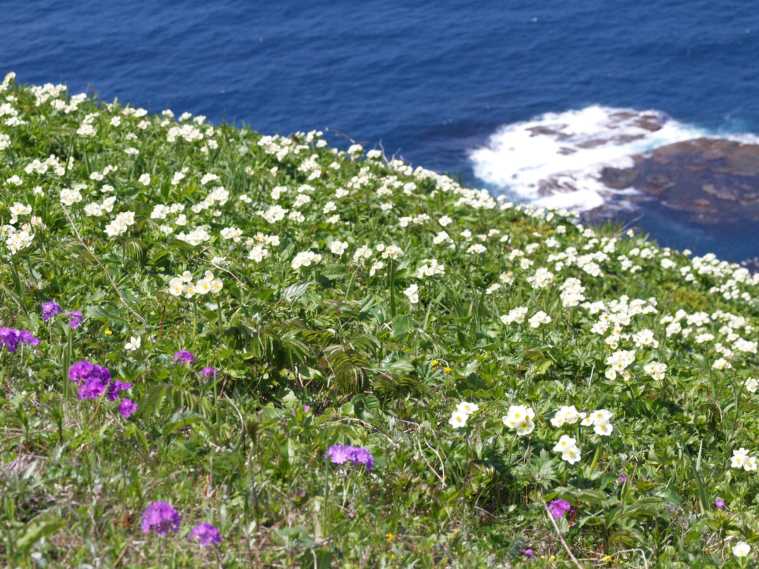 花の浮島・礼文島に3連泊して、花のトレイルを満喫<br>花の礼文島トレイル満喫ハイキング　4日間