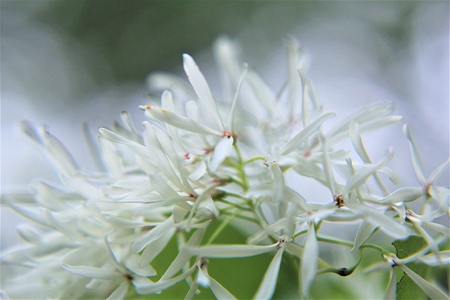 【花の観察会】<br>ヒトツバタゴの雪の花とカザグルマ　2日間