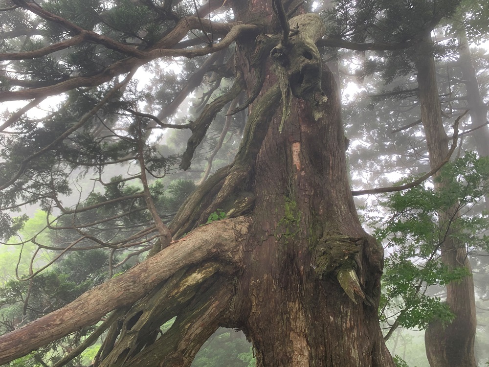 佐渡・最高峰登頂、貴重な杉巨木群トレッキング　4日間