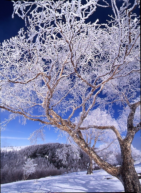 2月23日発　山の撮影ハイキング（雪山入門） 雪の美ヶ原と霧ヶ峰　2日間
