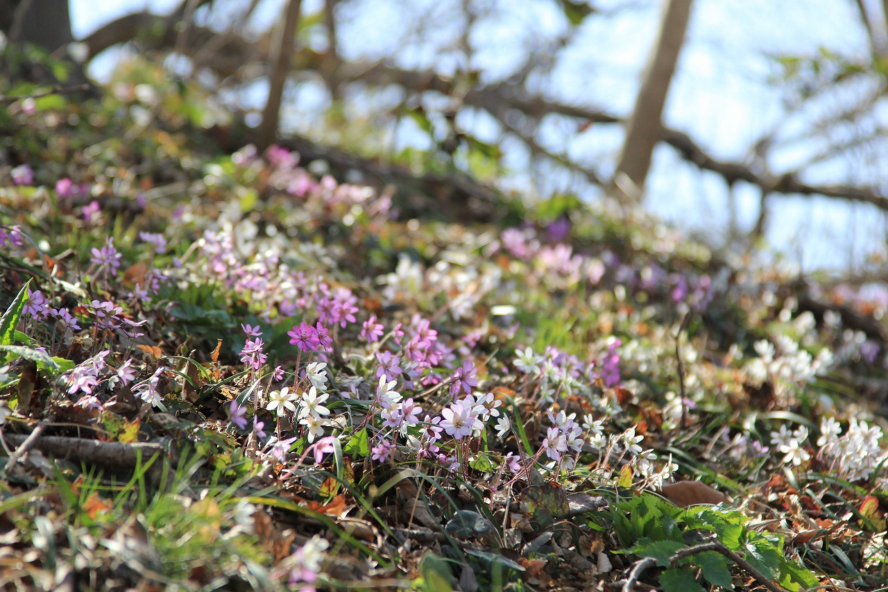 【花の観察会】能登半島の春植物<BR> オオミスミソウとヒュウガミズキ　3日間