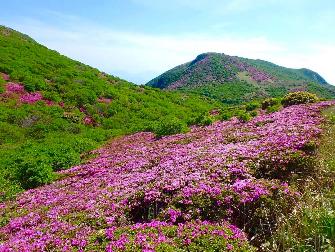 花の九重山と阿蘇山　3日間<br>～ミヤマキリシマ咲く九州の２座。ゆっくりペースのお花見登山～