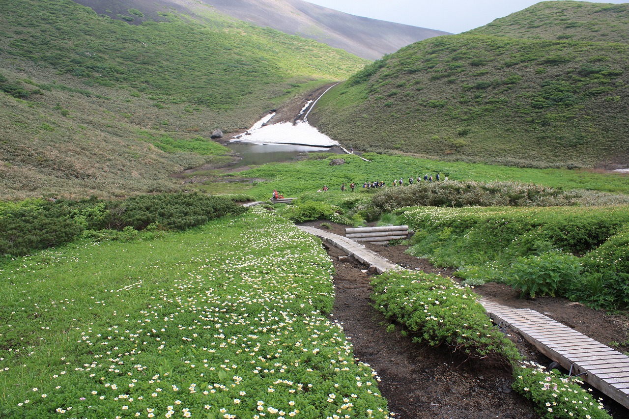 みちのく花の名峰2座　静かな花の縦走路を歩く<br>花の秋田駒ヶ岳から乳頭山縦走　3日間