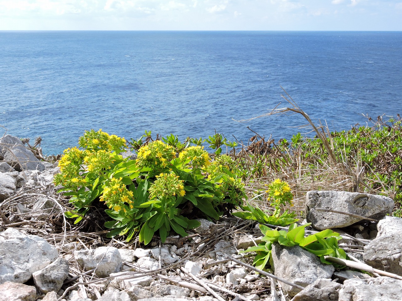 【花の観察会】<BR>南大東島の植物と生態を観察する ４日間