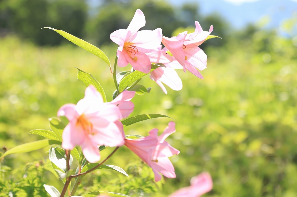 【花の観察会】裏磐梯の初夏の植物と<BR>ヒメサユリの群落 3日間