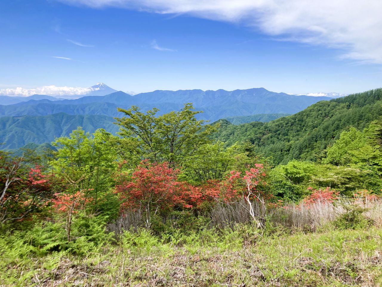 ヤマツツジ咲く富士山展望のロングコース<br>雲取山から千本ツツジ、石尾根縦走　2日間