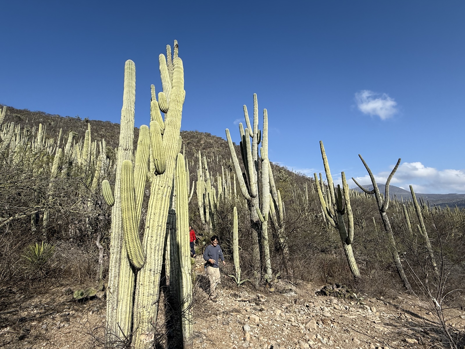 【全日空で行く】 世界遺産の森・ メキシコハイキングと神秘の蝶 10日間