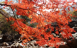 秋には紅葉色に染まります