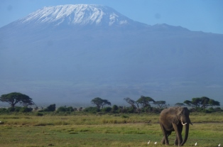 堂々と聳え立つキリマンジャロを背景に、サバンナを悠々と歩くアフリカゾウの群れ