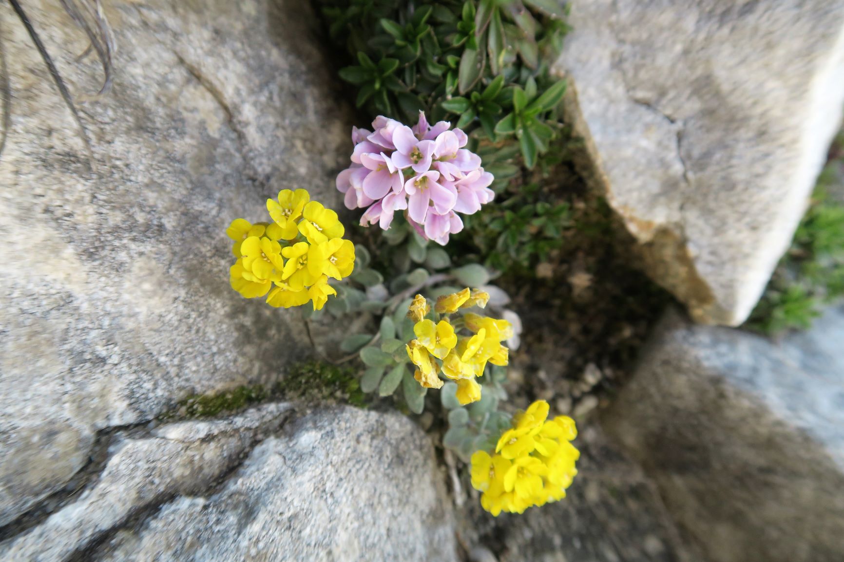 大理石の山に咲く高山植物