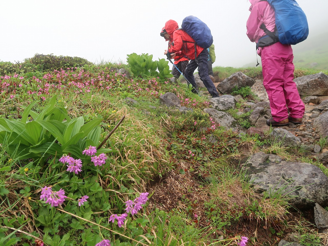 高山植物咲き乱れる花の白山