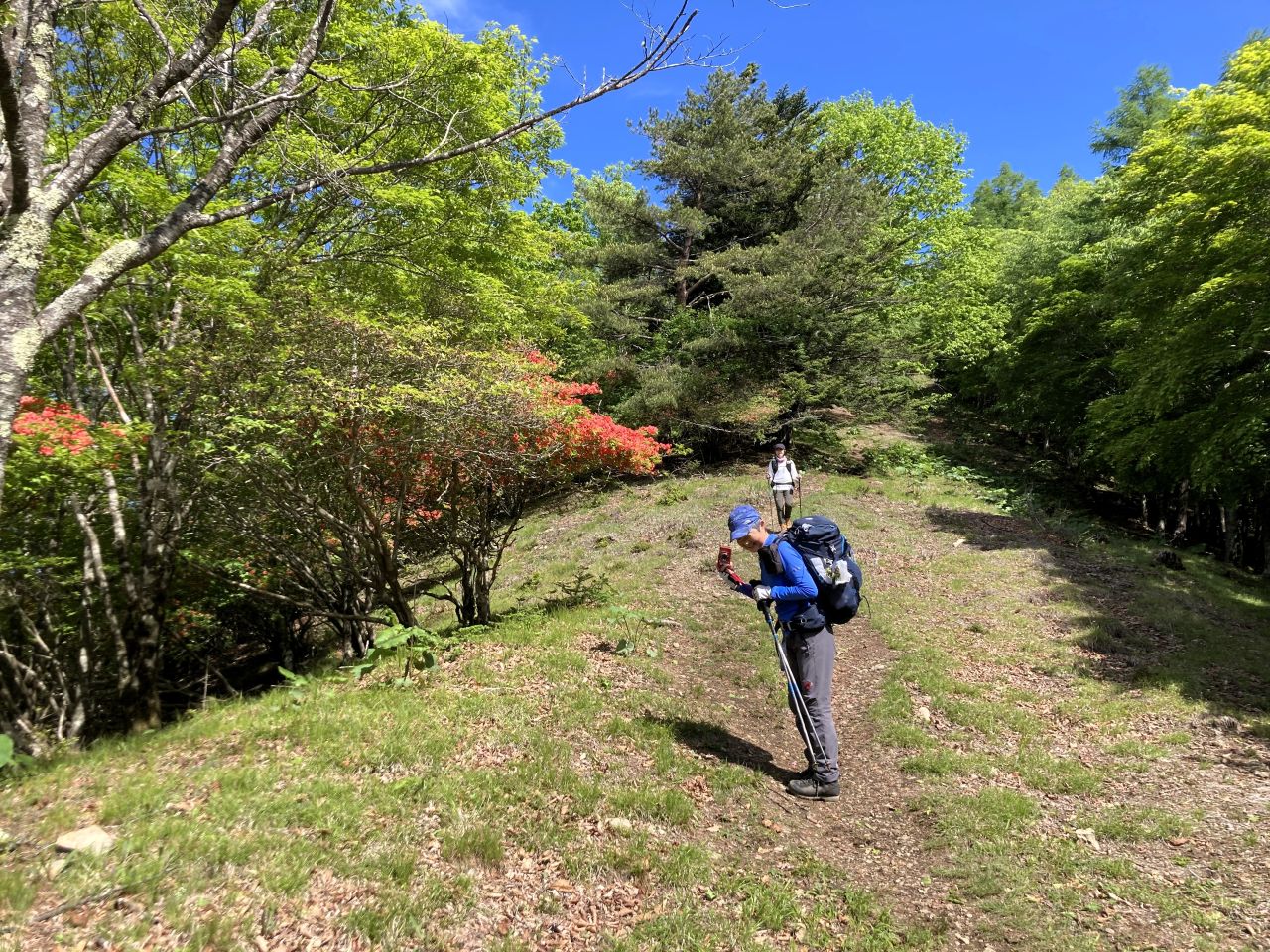 ヤマツツジ咲く石尾根