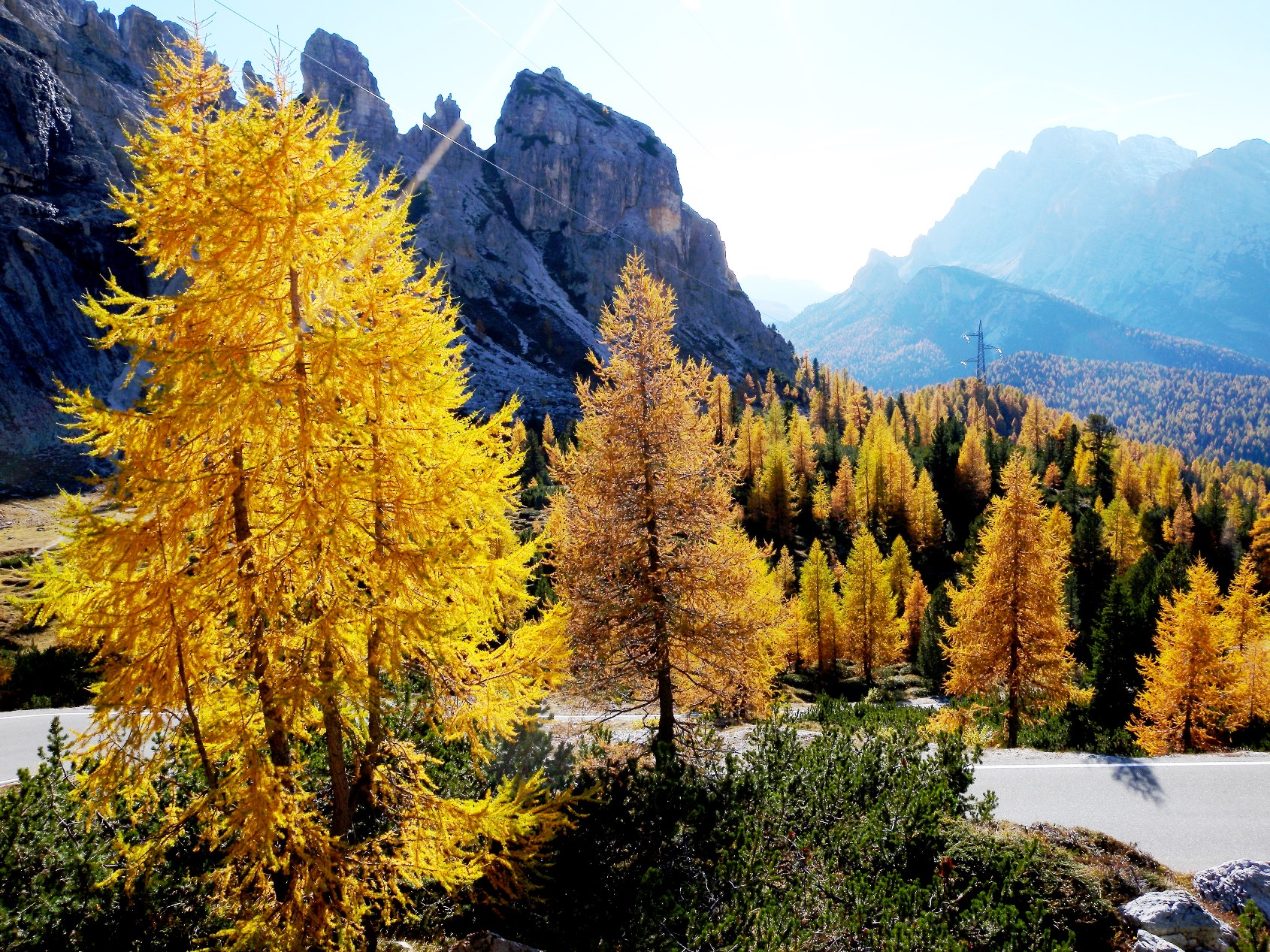 黄葉した木々とドロミテの岩峰群