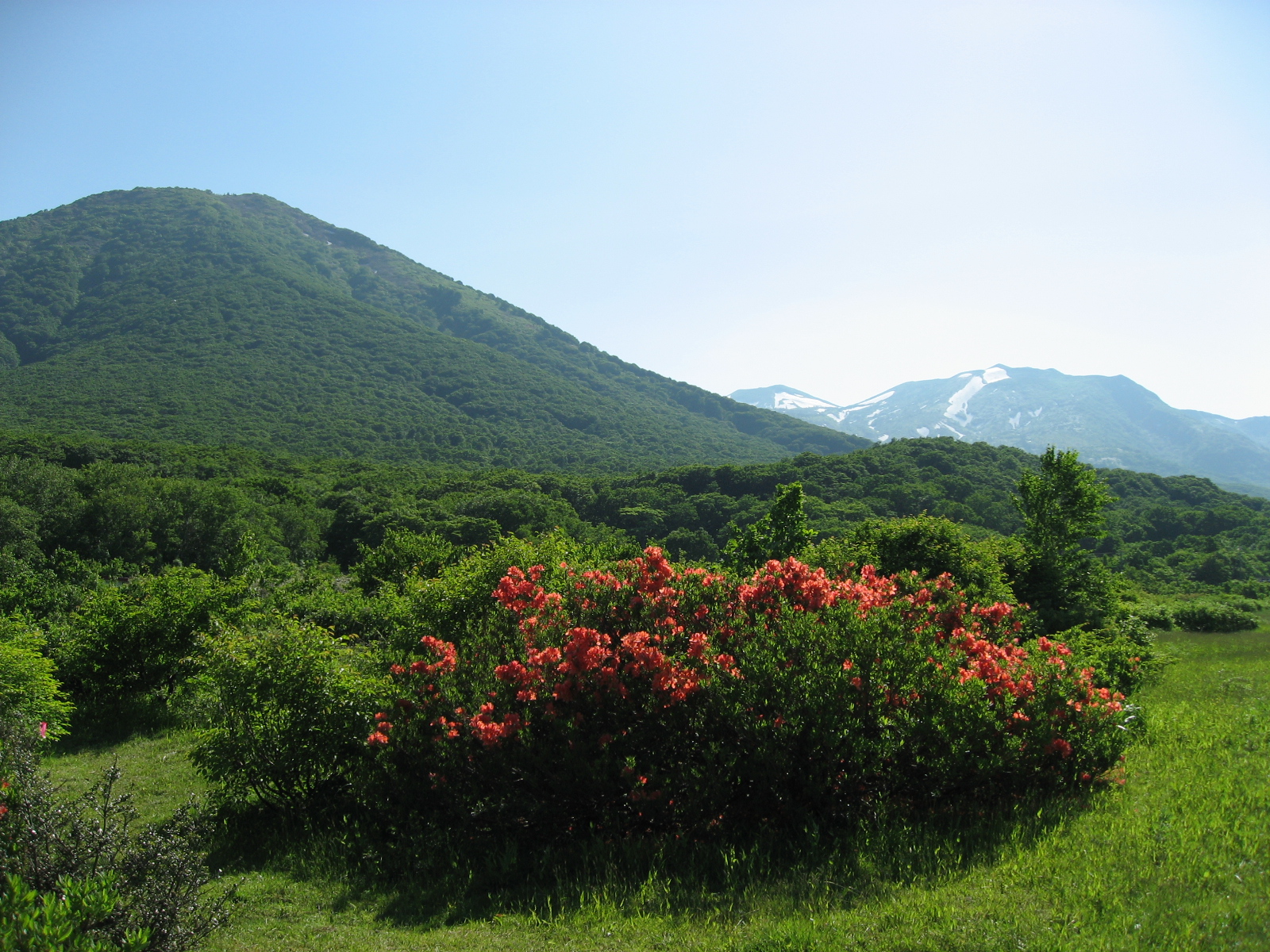 夏の八甲田は高山植物のべストシーズン