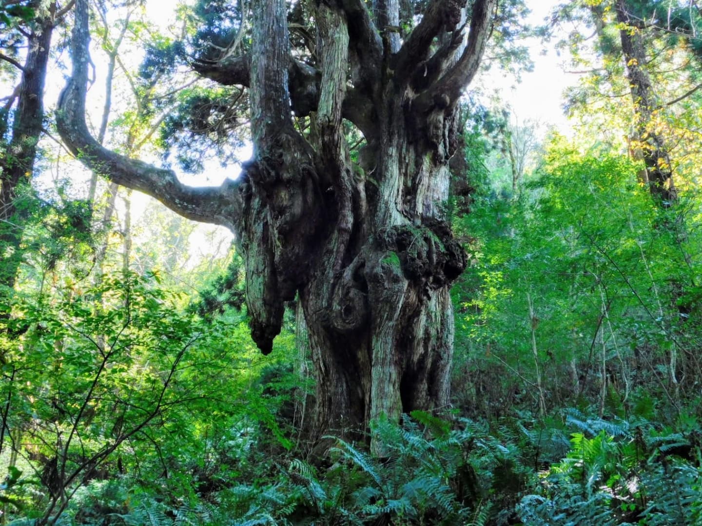 隠岐の島は巨大杉の巨木でも知られる。
