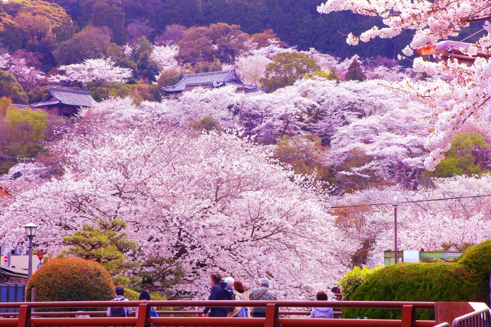 桜の名所として知られる三井寺