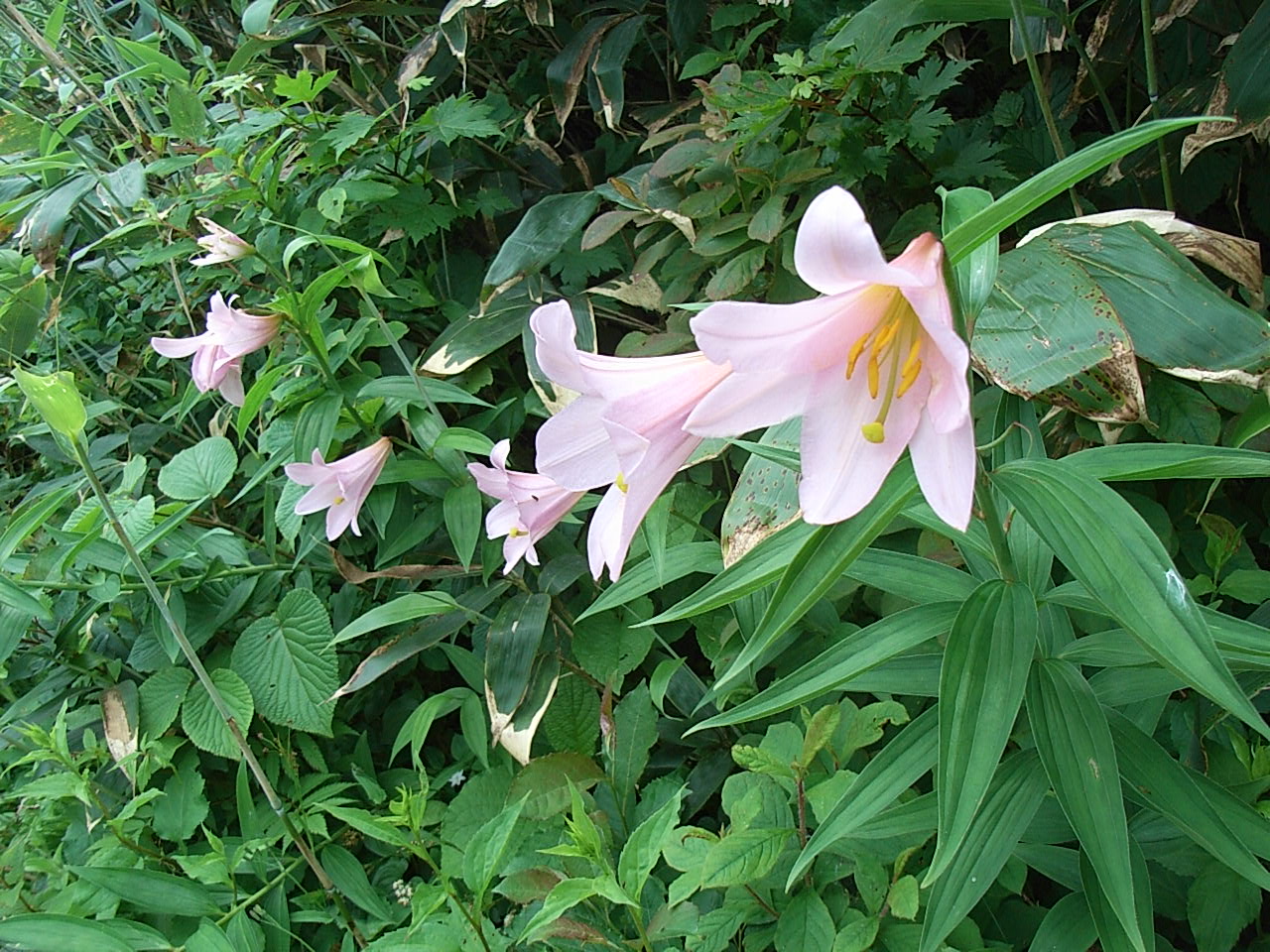 7月の稜線にはヒメサユリが咲きます。