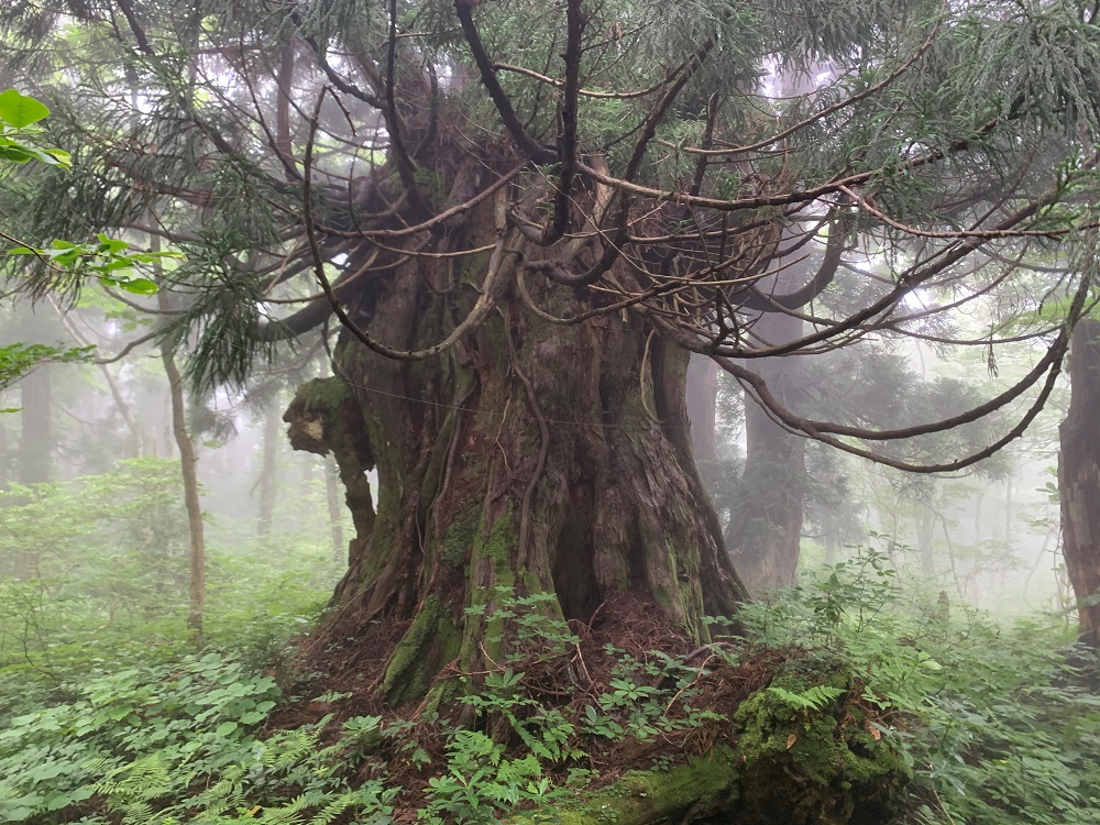 樹齢５００年以上といわれる金剛杉