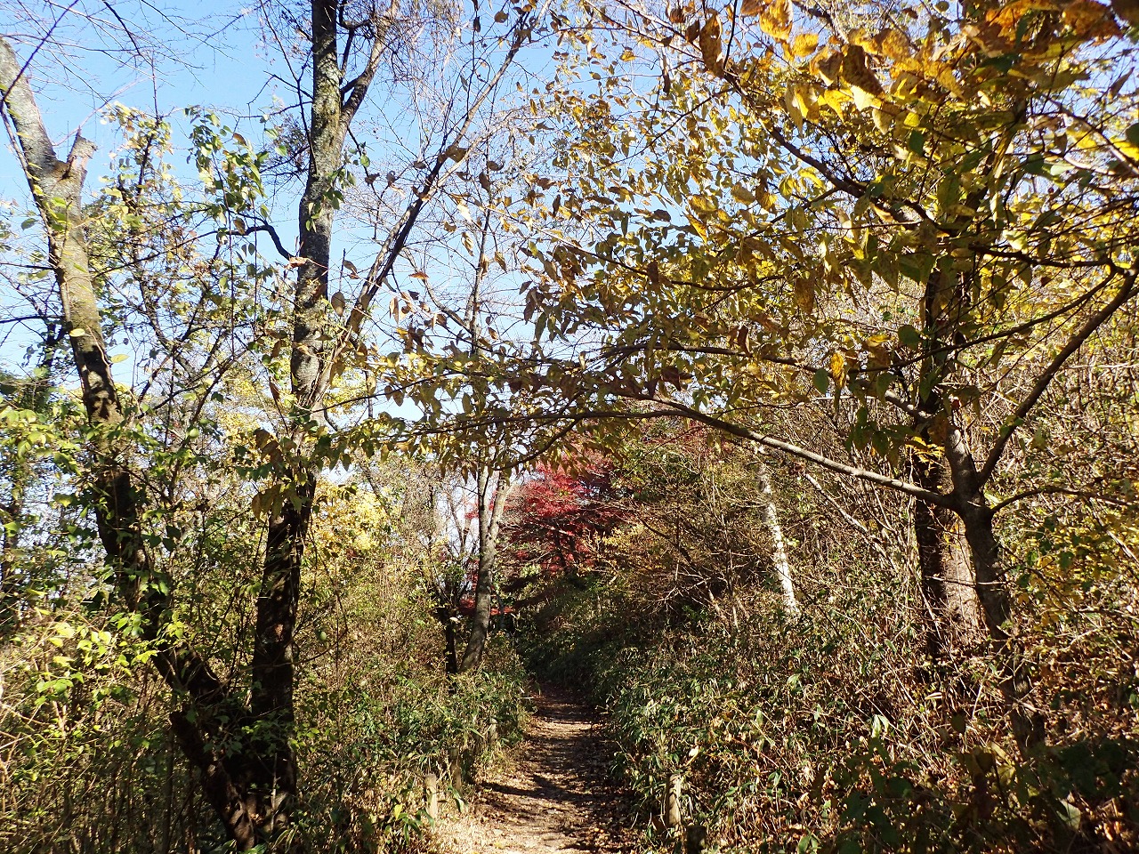 紅葉で色づく東高尾の森へ