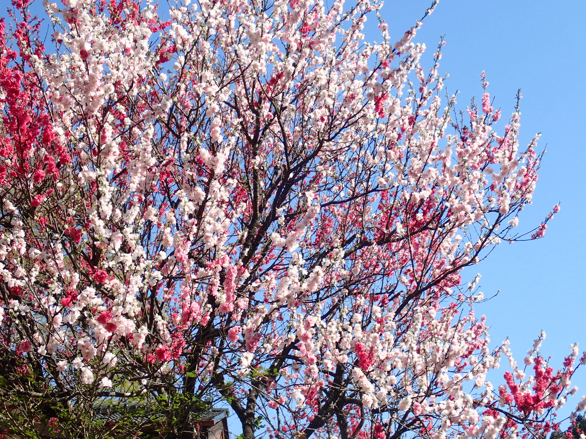 桜が綺麗に咲きます。