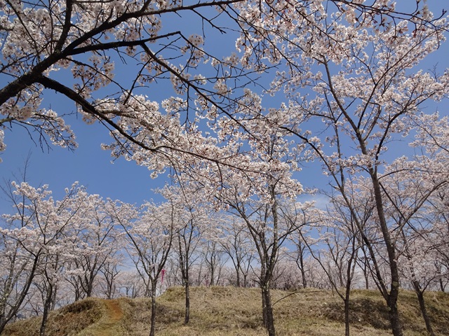 桜で溢れるお伊勢山