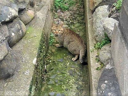 姫島は猫の島としても知られる