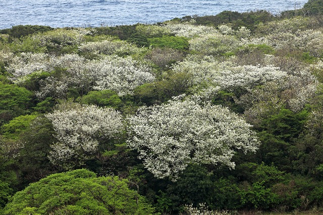 春は大島桜の季節