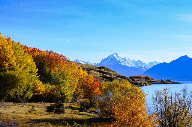 秋の紅葉とNZ最高峰アオラキ／マウントクックの展望