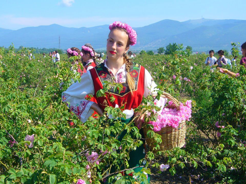 民族衣装を着てバラの収穫をする人々